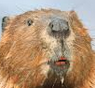 Beaver