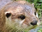 Otter